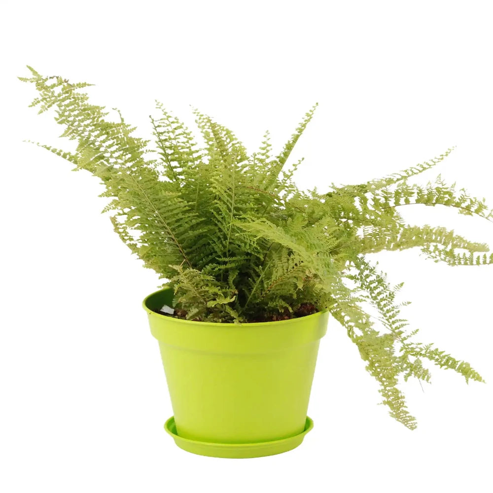 أص pots دائرية مع قاعدة - 7.5 بوصة – Mintra Egypt