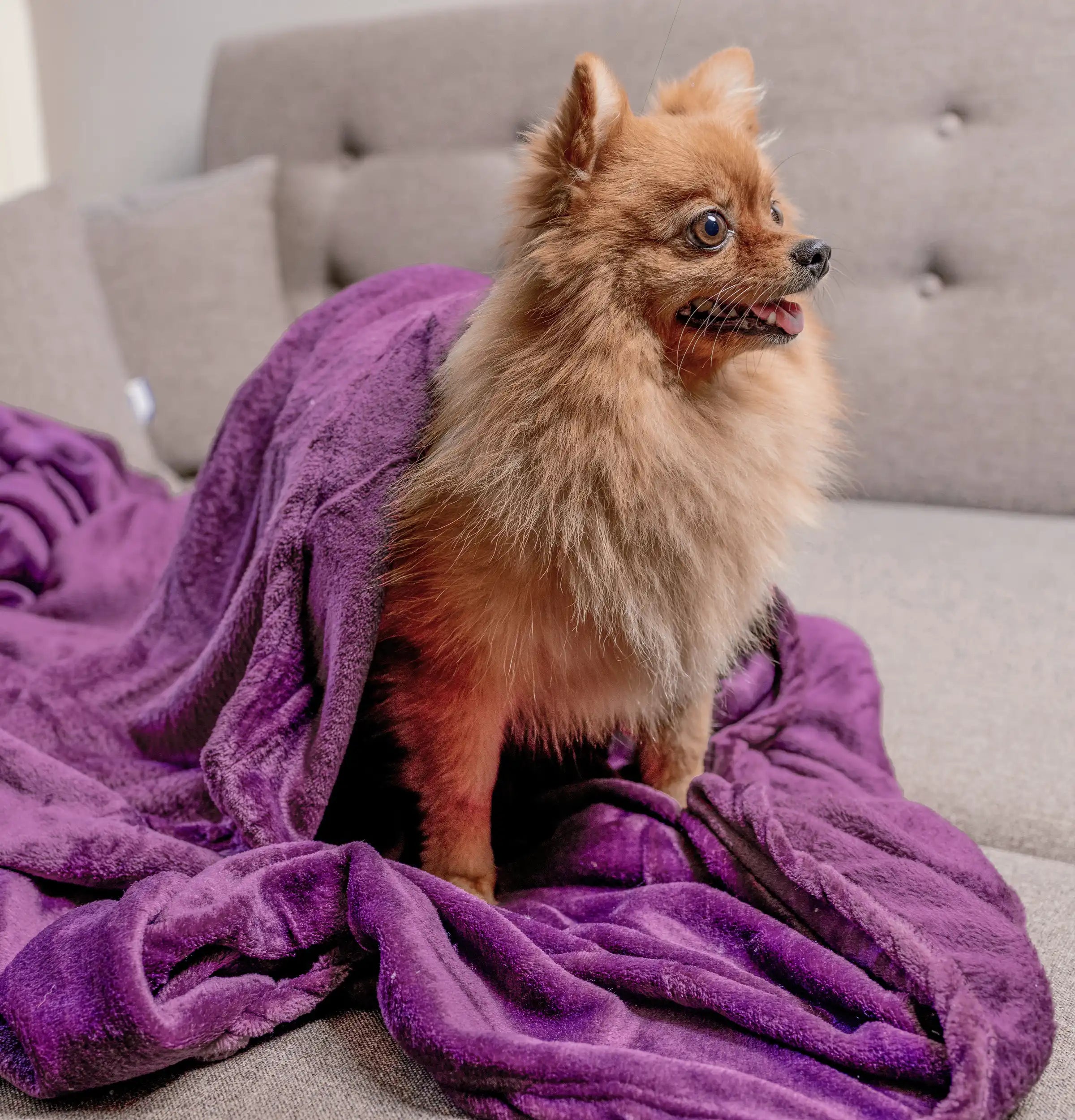 بطانية ميكروفايبر (130 سم × 180 سم)